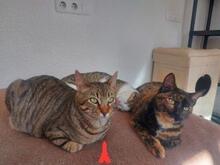 BONITA, Katze, Europäisch Kurzhaar in Schweiz - Bild 4