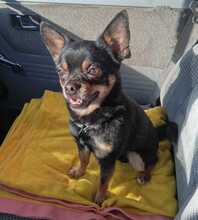 SIMBA, Hund, Chihuahua in Spanien - Bild 1