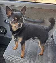 SIMBA, Hund, Chihuahua in Spanien - Bild 2