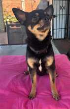 SIMBA, Hund, Chihuahua in Spanien - Bild 3