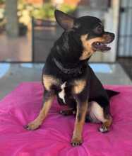 SIMBA, Hund, Chihuahua in Spanien - Bild 4