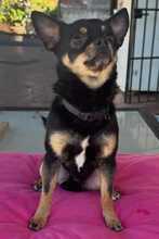 SIMBA, Hund, Chihuahua in Spanien - Bild 5