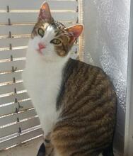 DIEGO, Katze, Europäisch Kurzhaar in Spanien