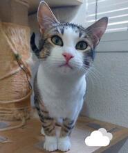 DIEGO, Katze, Europäisch Kurzhaar in Spanien - Bild 2