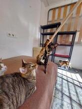 DIEGO, Katze, Europäisch Kurzhaar in Spanien - Bild 3