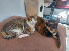 DIEGO, Katze, Europäisch Kurzhaar in Spanien - Bild 4