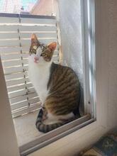 DIEGO, Katze, Europäisch Kurzhaar in Spanien - Bild 5