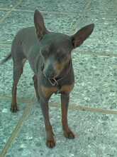 KUKI, Hund, Zwergpinscher in Spanien - Bild 1