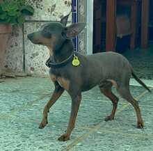 KUKI, Hund, Zwergpinscher in Spanien - Bild 2