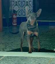 KUKI, Hund, Zwergpinscher in Spanien - Bild 3