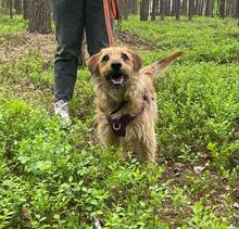 NELSON, Hund, Mischlingshund in Polen - Bild 1
