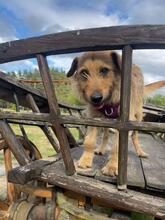 NELSON, Hund, Mischlingshund in Polen - Bild 10