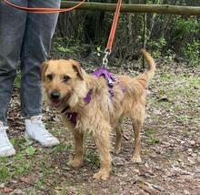 NELSON, Hund, Mischlingshund in Polen - Bild 2