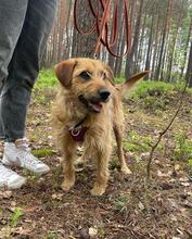 NELSON, Hund, Mischlingshund in Polen - Bild 4