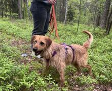 NELSON, Hund, Mischlingshund in Polen - Bild 5