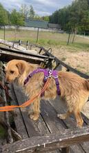 NELSON, Hund, Mischlingshund in Polen - Bild 6