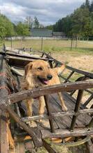NELSON, Hund, Mischlingshund in Polen - Bild 7