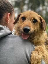 NELSON, Hund, Mischlingshund in Polen - Bild 9