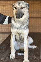 GRACY, Hund, Mischlingshund in Dortmund - Bild 4