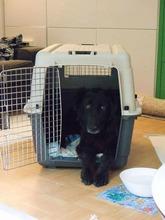 CORA, Hund, Mischlingshund in Lüdinghausen - Bild 6