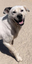 SILVER, Hund, Mischlingshund in Portugal - Bild 1