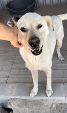 SILVER, Hund, Mischlingshund in Portugal - Bild 3