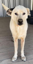 SILVER, Hund, Mischlingshund in Portugal - Bild 5