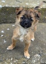 CARLCHEN, Hund, Mischlingshund in Rumänien - Bild 1
