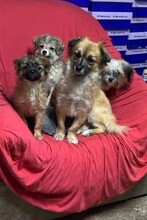 CARLCHEN, Hund, Mischlingshund in Rumänien - Bild 11