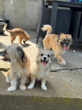 CARLCHEN, Hund, Mischlingshund in Rumänien - Bild 12