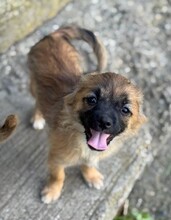 CARLCHEN, Hund, Mischlingshund in Rumänien - Bild 3