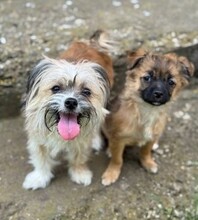 CARLCHEN, Hund, Mischlingshund in Rumänien - Bild 4