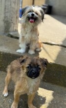 CARLCHEN, Hund, Mischlingshund in Rumänien - Bild 5
