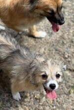 CARLCHEN, Hund, Mischlingshund in Rumänien - Bild 6