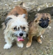 CARLCHEN, Hund, Mischlingshund in Rumänien - Bild 7