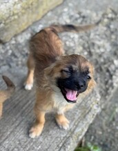 CARLCHEN, Hund, Mischlingshund in Rumänien - Bild 8