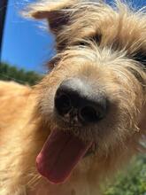 YUKI, Hund, Schafpudel in Martfeld - Bild 8