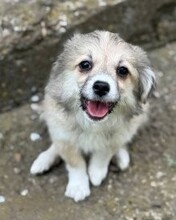 CLÄUSCHEN, Hund, Mischlingshund in Rumänien