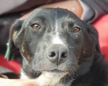 FRANKA, Hund, Mischlingshund in Rumänien - Bild 1