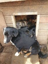 FRANKA, Hund, Mischlingshund in Rumänien - Bild 4