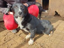 FRANKA, Hund, Mischlingshund in Rumänien - Bild 8