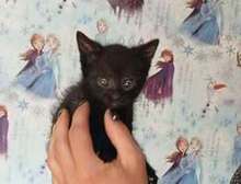 LUV, Katze, Europäisch Kurzhaar in Elsfleth