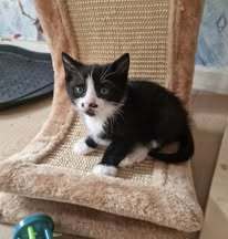 LOKI, Katze, Europäisch Kurzhaar in Elsfleth