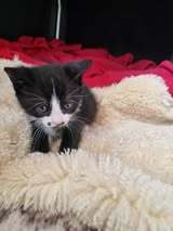 LOKI, Katze, Europäisch Kurzhaar in Elsfleth - Bild 10
