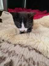 LOKI, Katze, Europäisch Kurzhaar in Elsfleth - Bild 5