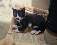 LOKI, Katze, Europäisch Kurzhaar in Elsfleth - Bild 6