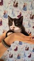 LOKI, Katze, Europäisch Kurzhaar in Elsfleth - Bild 7
