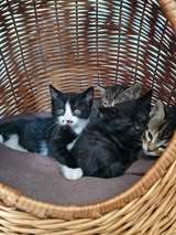 LOKI, Katze, Europäisch Kurzhaar in Elsfleth - Bild 8