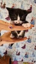LOKI, Katze, Europäisch Kurzhaar in Elsfleth - Bild 9
