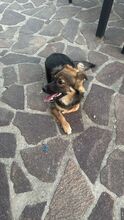 KYLIAN, Hund, Mischlingshund in Italien - Bild 2